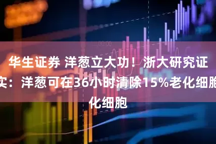 华生证券 洋葱立大功！浙大研究证实：洋葱可在36小时清除15%老化细胞